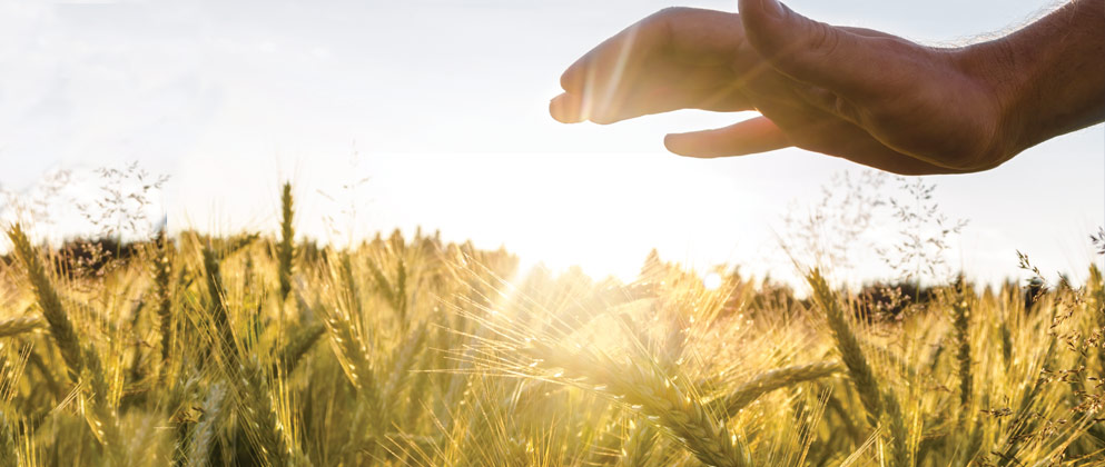 Agribusiness Management