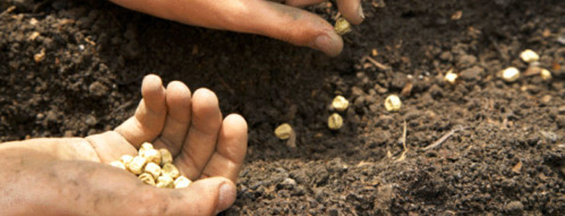 Seeds