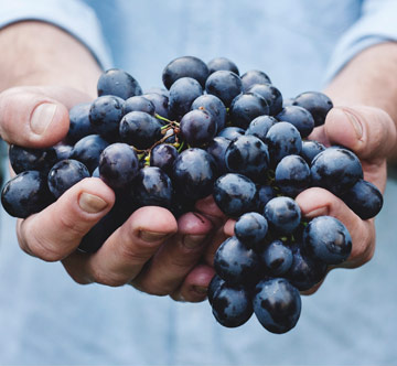 Fruit Exports