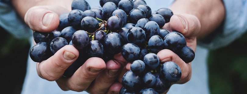 Fruit Exports