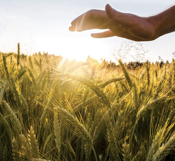 Agribusiness Management