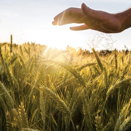 Agribusiness Management